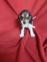 Gillian, a male Beagle for sale in Benton, IL – 7 of 10