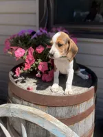 Gorki, a male Beagle for sale in Benton, IL – 4 of 10