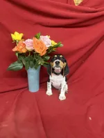 Kane, a male Beagle for sale in Benton, IL – 4 of 9
