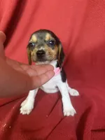 Pixie, a female Beagle for sale in Benton, IL – 3 of 10