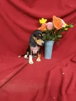 Arlo, a male Beagle for sale in Benton, IL – 2 of 8