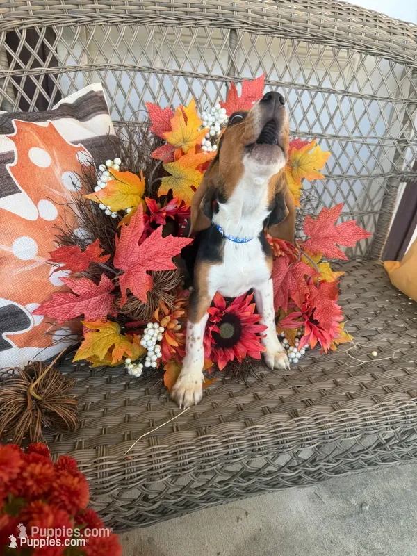 Beau – Beagle puppy for sale in Benton, IL
