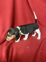 Gunner, a male Beagle for sale in Benton, IL – 8 of 10