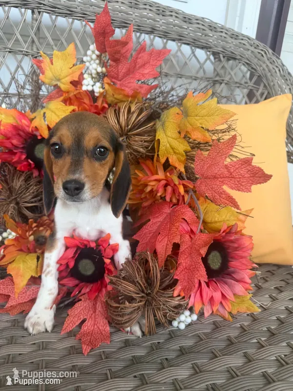 Pixie – Beagle puppy for sale in Benton, IL