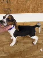 Lilac, a female Beagle for sale in Benton, IL – 6 of 10