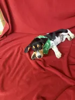 Kane, a male Beagle for sale in Benton, IL – 3 of 10