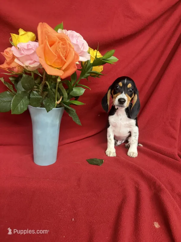 Quinn – Beagle puppy for sale in Benton, IL