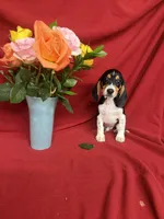 Quinn, a male Beagle for sale in Benton, IL – 1 of 10