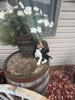 Quinn, a male Beagle for sale in Benton, IL – 6 of 10