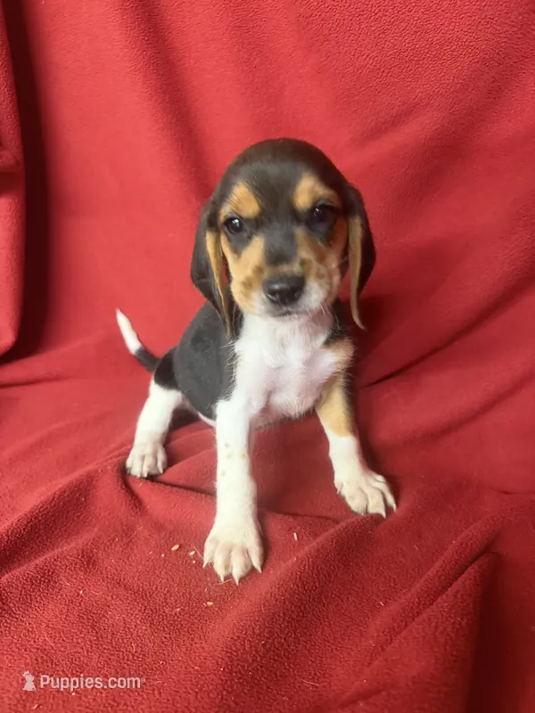 Yogi – Beagle puppy for sale in Benton, IL