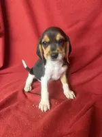 Yogi, a male Beagle for sale in Benton, IL – 1 of 9