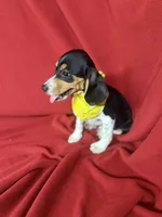 Quinn, a male Beagle for sale in Benton, IL – 6 of 10