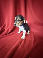 Beau, a male Beagle for sale in Benton, IL – 2 of 8