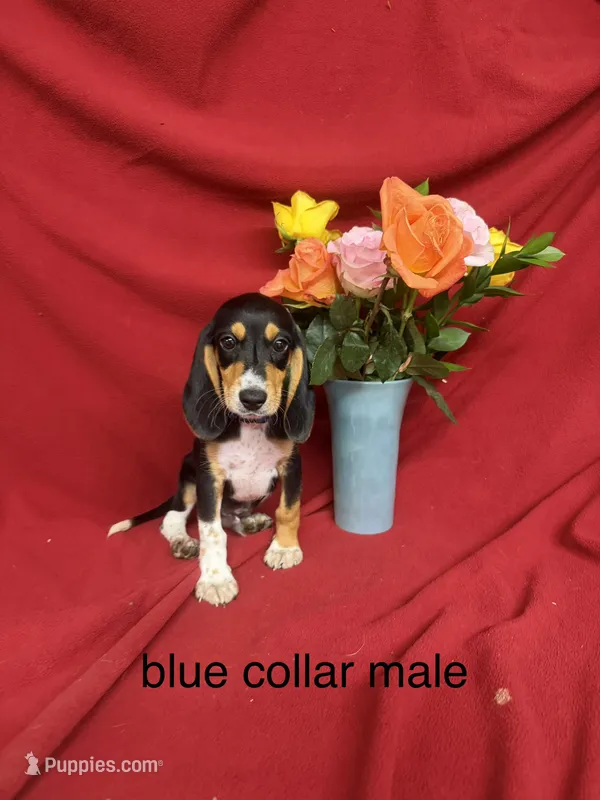 Arlo – Beagle puppy for sale in Benton, IL