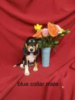 Arlo, a male Beagle for sale in Benton, IL – 1 of 8