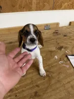 Lilac, a female Beagle for sale in Benton, IL – 4 of 10