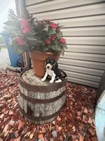 Quinn, a male Beagle for sale in Benton, IL – 10 of 10