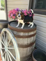 Lilac, a female Beagle for sale in Benton, IL – 3 of 10
