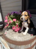 Brix, a male Beagle for sale in Benton, IL – 8 of 10