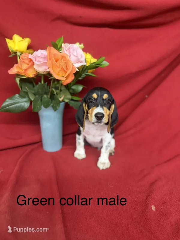 Kane – Beagle puppy for sale in Benton, IL