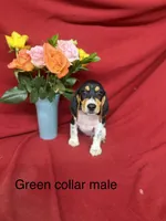 Kane, a male Beagle for sale in Benton, IL – 1 of 9
