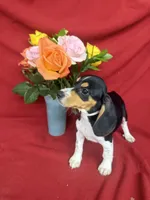 Quinn, a male Beagle for sale in Benton, IL – 4 of 10