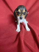 Gillian, a male Beagle for sale in Benton, IL – 10 of 10