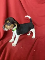Gunner, a male Beagle for sale in Benton, IL – 5 of 10