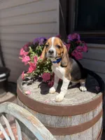 Brix, a male Beagle for sale in Benton, IL – 10 of 10