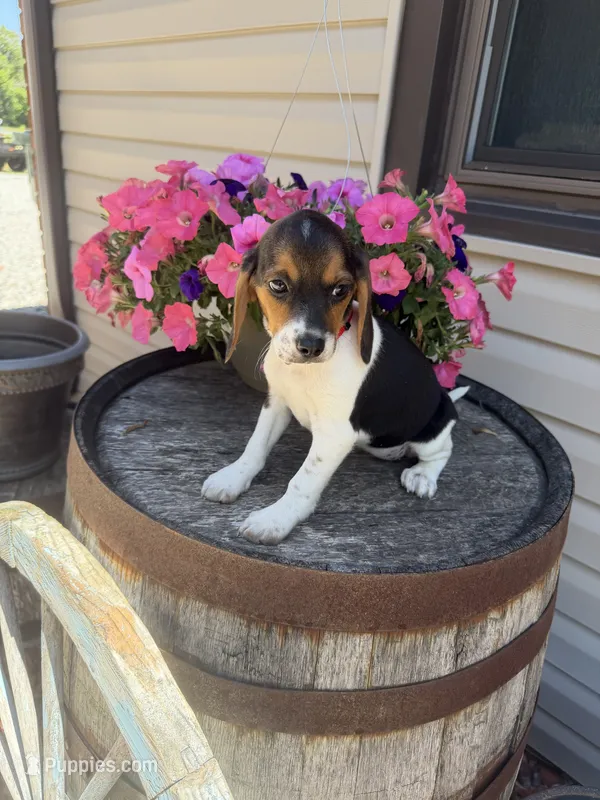  Reni – Beagle puppy for sale in Benton, IL