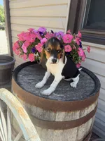  Reni, a female Beagle for sale in Benton, IL – 1 of 10