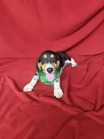 Kane, a male Beagle for sale in Benton, IL – 2 of 10