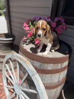 Brix, a male Beagle for sale in Benton, IL – 2 of 10