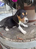 Nala, a female Beagle for sale in Benton, IL – 5 of 5