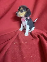 Pixie, a female Beagle for sale in Benton, IL – 6 of 10