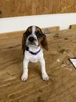 Lilac, a female Beagle for sale in Benton, IL – 2 of 10