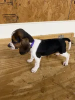 Lilac, a female Beagle for sale in Benton, IL – 7 of 10