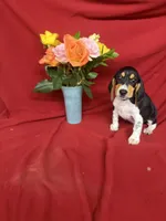Kane, a male Beagle for sale in Benton, IL – 3 of 9