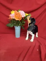 Quinn, a male Beagle for sale in Benton, IL – 2 of 10