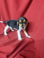 Yogi, a male Beagle for sale in Benton, IL – 6 of 9