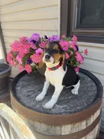  Reni, a female Beagle for sale in Benton, IL – 8 of 10