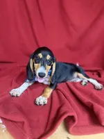 Arlo, a male Beagle for sale in Benton, IL – 5 of 10