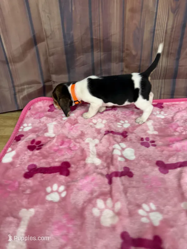 Maisie – Beagle puppy for sale in Benton, IL