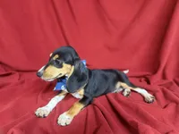 Arlo, a male Beagle for sale in Benton, IL – 7 of 10