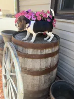 Lilac, a female Beagle for sale in Benton, IL – 4 of 10