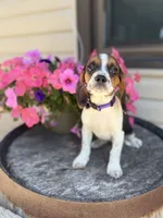 Lilac, a female Beagle for sale in Benton, IL – 8 of 10