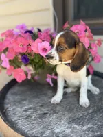 Lilac, a female Beagle for sale in Benton, IL – 9 of 10