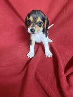 Gillian, a male Beagle for sale in Benton, IL – 4 of 10