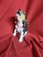Pixie, a female Beagle for sale in Benton, IL – 2 of 10