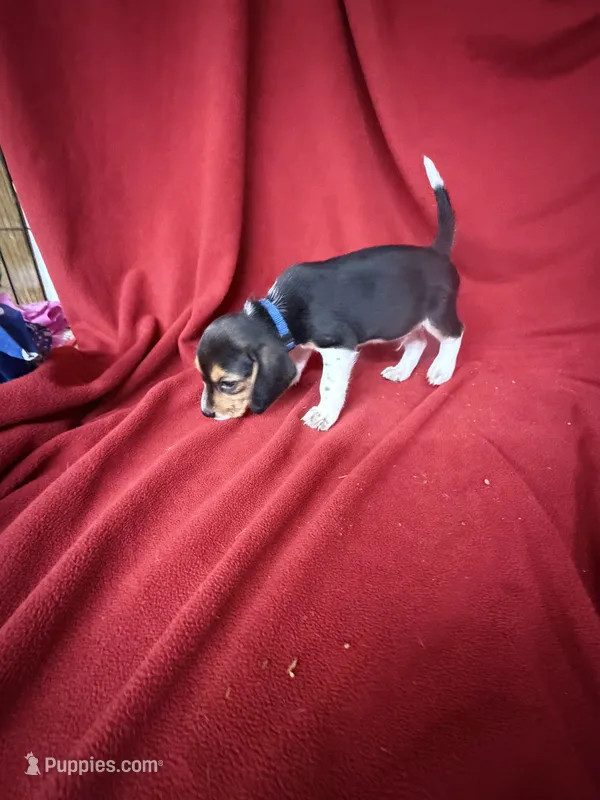Beau – Beagle puppy for sale in Benton, IL